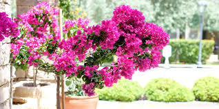 How to Grow Bougainvillea Indoors: A Complete Care Guide