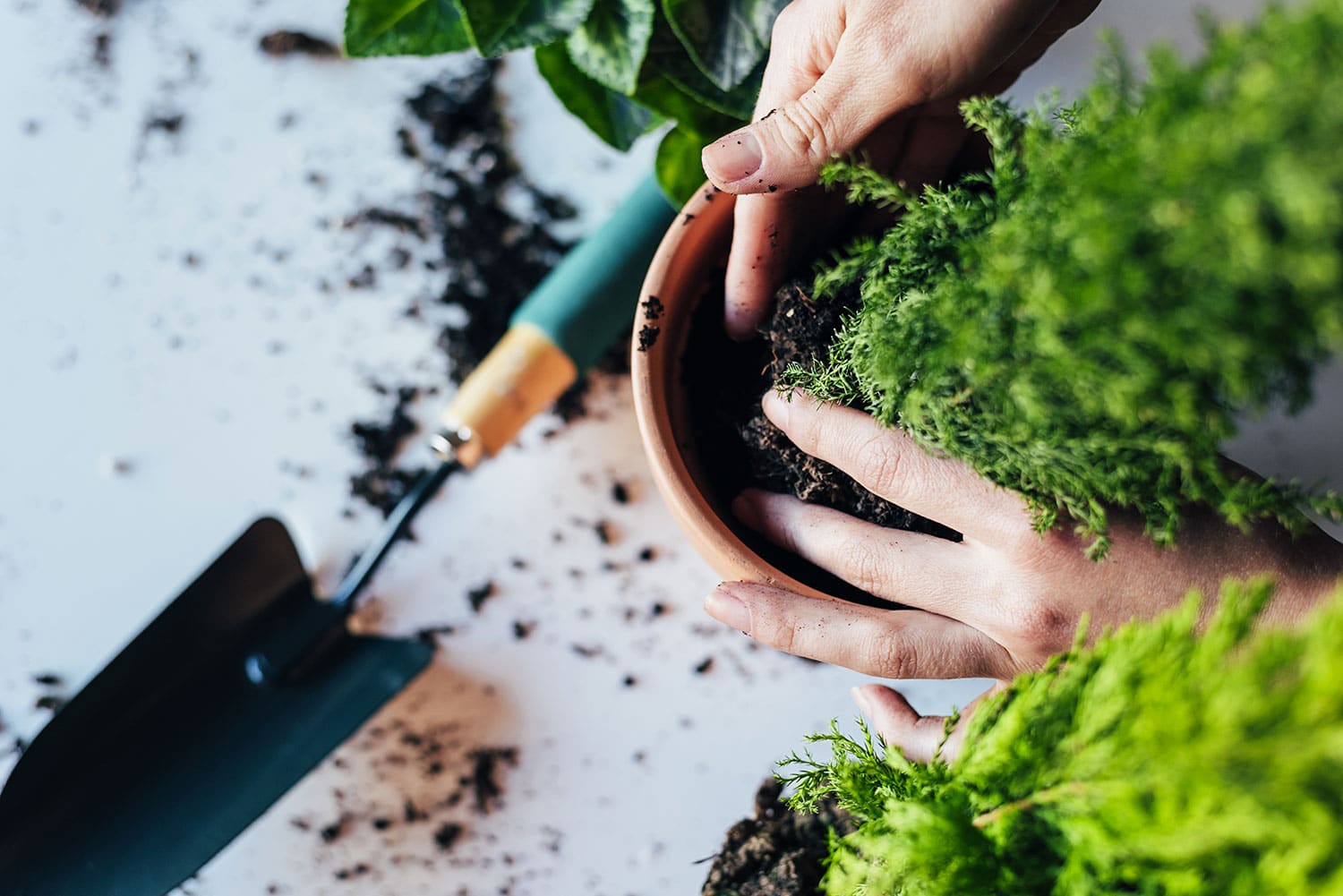 Not Summer-Friendly: 10 Plants Better Planted in Cooler Weather
