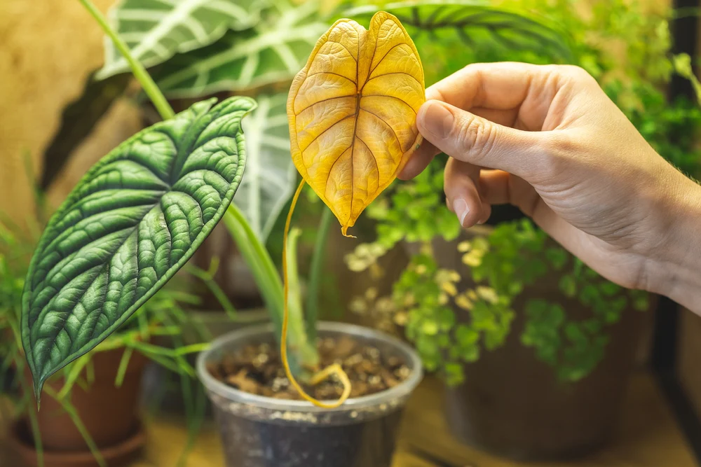 Yellow Leaves Don’t Mean It’s Over: Simple Fixes for Common Problems